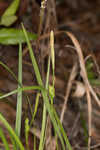 Calcium-hating sedge